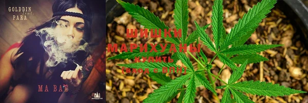 индика Абаза